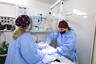 Castramóvel esteriliza cães e gatos amanhã no Luppi