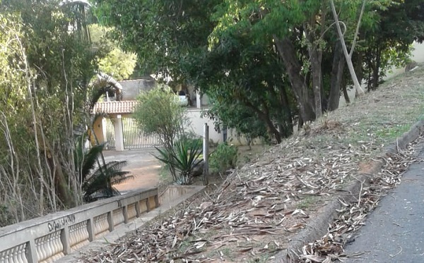 Mais sol e menos sombra: as árvores da administração Bellini numa Itapira a 40°