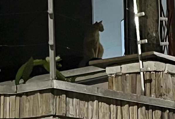 Onça ou um ‘gatão’: advogado fotografou felino no Tola Cavalo sexta