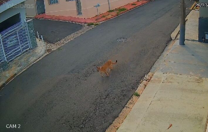 Onça-parda deu um ‘rolê’ pela Vila Pereira também (tem vídeos)