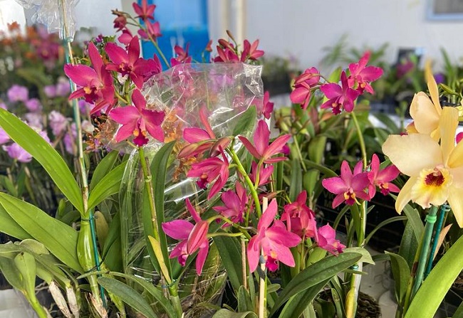 Festival de Orquídeas da APAE vai de hoje até sábado