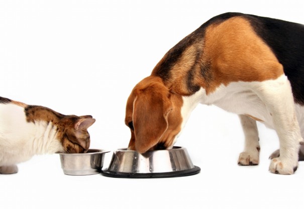 Minuto Pet – Um grande dilema: qual ração é a melhor?
