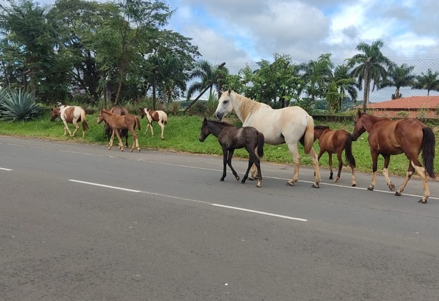 Tropa com 10 cavalos é surpreendida ‘passeando’ pelo Brás Cavenaghi