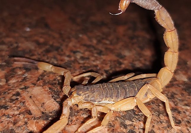 Em 10 anos, mais de 117 mil escorpiões foram capturados nos cemitérios de Itapira