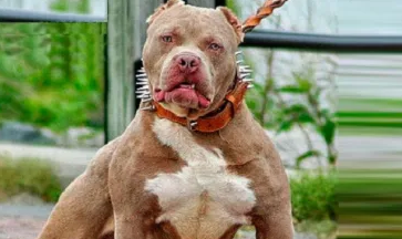 Número de mortes por ataques de cães cresce 27% no Brasil
