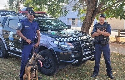 Farejador Zeus da GM encontra carga de maconha e pó