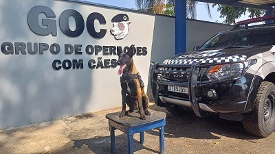 Cão Thor chega pra dar ‘martelada’ na bandidagem em Itapira