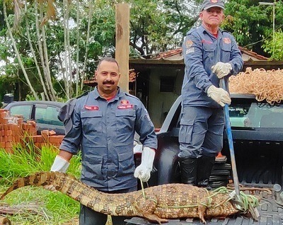 Jacaré ‘baitelo’ é capturado no quintal de uma casa nos Pires