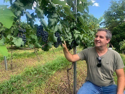 Cantina di Ricieri iniciou a venda de uva de mesa colhida na hora
