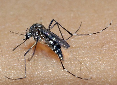 Itapira registra mais 12 casos de dengue e tem uma pessoa internada