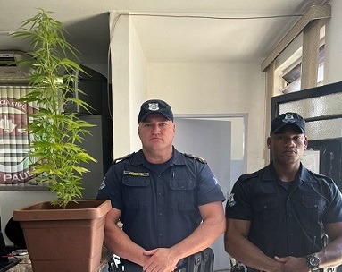 Chácara no Machadinho tinha pé de maconha ‘ornamental’