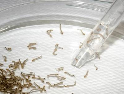 Casos de dengue ficaram estabilizados na última semana