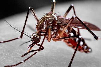Semana teve mais 33 casos de dengue em Itapira
