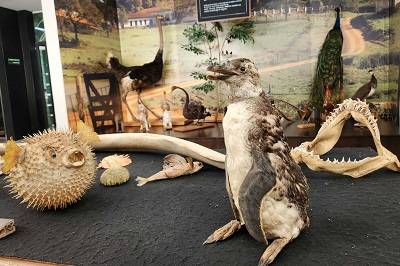 Museu de História Natural apresenta exposição ‘Fundo do Mar’