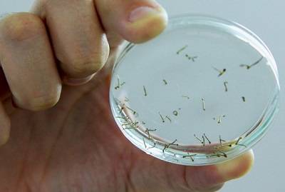 Com 25% do total, ‘Complexo Prados’ lidera casos de dengue