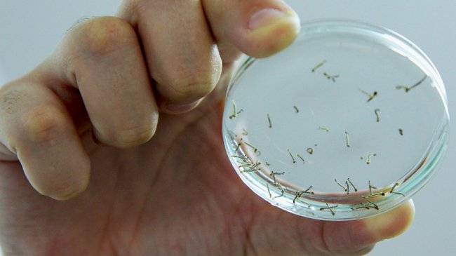 Com mais 45 registros, casos de dengue chegam a 258