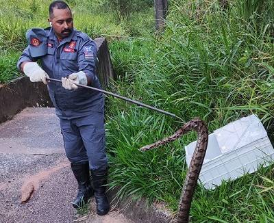 Defesa Civil captura jiboia ‘rondando’ casa em chácara