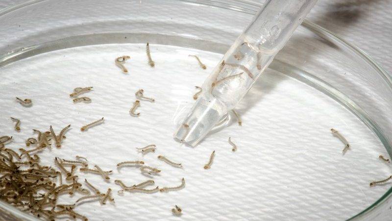 Dengue em Itapira: com 68 novas confirmações, casos chegam a 524