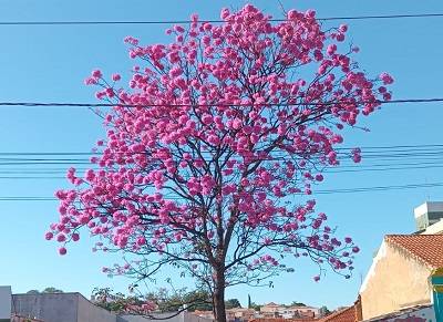 Ipê em frente à FEPASA volta a florescer embelezando o inverno de Itapira