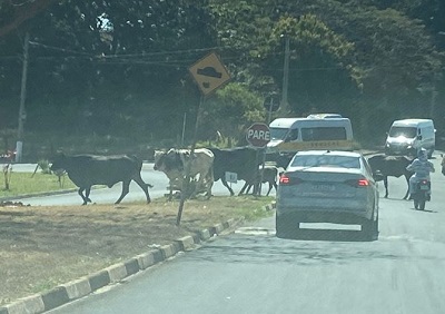 Boiada cruza avenida Getúlio Vargas em meio ao trânsito