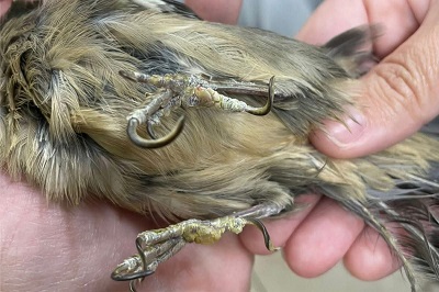 Aves apreendidas apresentam problemas de saúde e passam por reabilitação