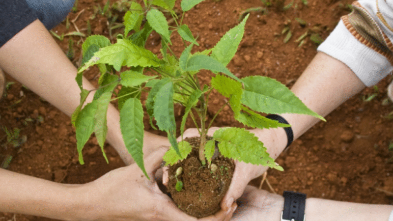Rotary realiza plantio de ipês através do projeto “Itapira Mais Verde”