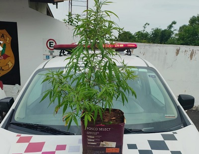 Procurado por tráfico é preso após furtar vizinha e manter pé de maconha em casa