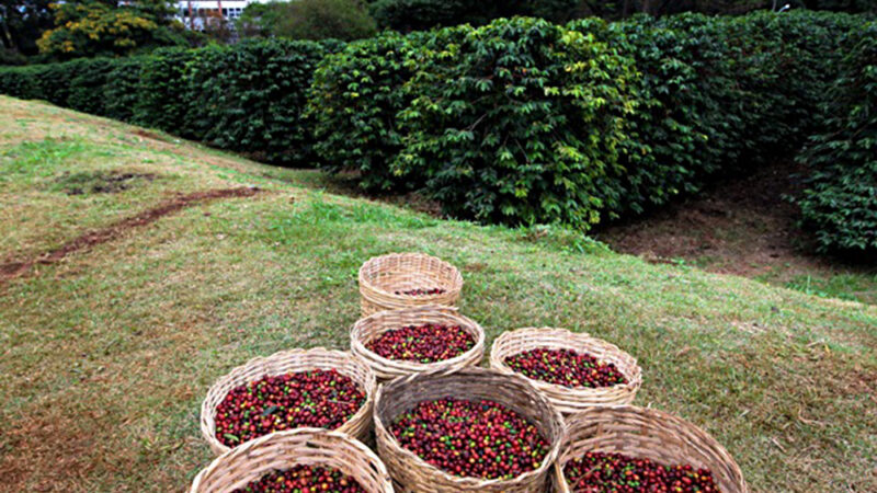 Cafeicultores de Itapira estão entre os melhores produtores de São Paulo