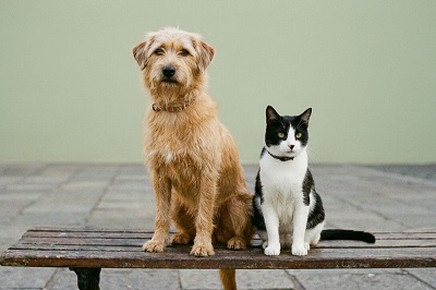 Estação Fepasa recebe evento neste domingo com shows e adoção de animais