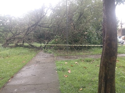 Vento derruba árvore às margens do Ribeirão da Penha e Defesa Civil é acionada