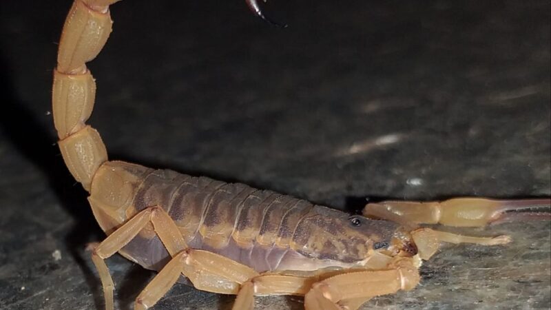 Acidentes com escorpiões aumentam em Itapira e chegam a quase 200 casos