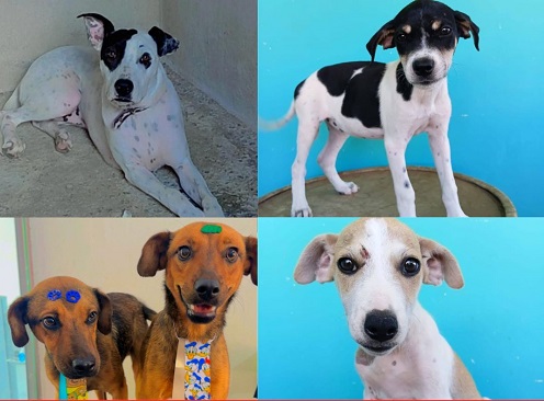 Feira de Adoção acontece neste sábado na Agrodel