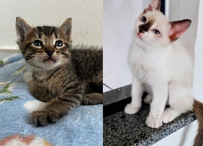 Mega Bazar Solidário une ajuda aos animais e aos idosos do Allan Kardec